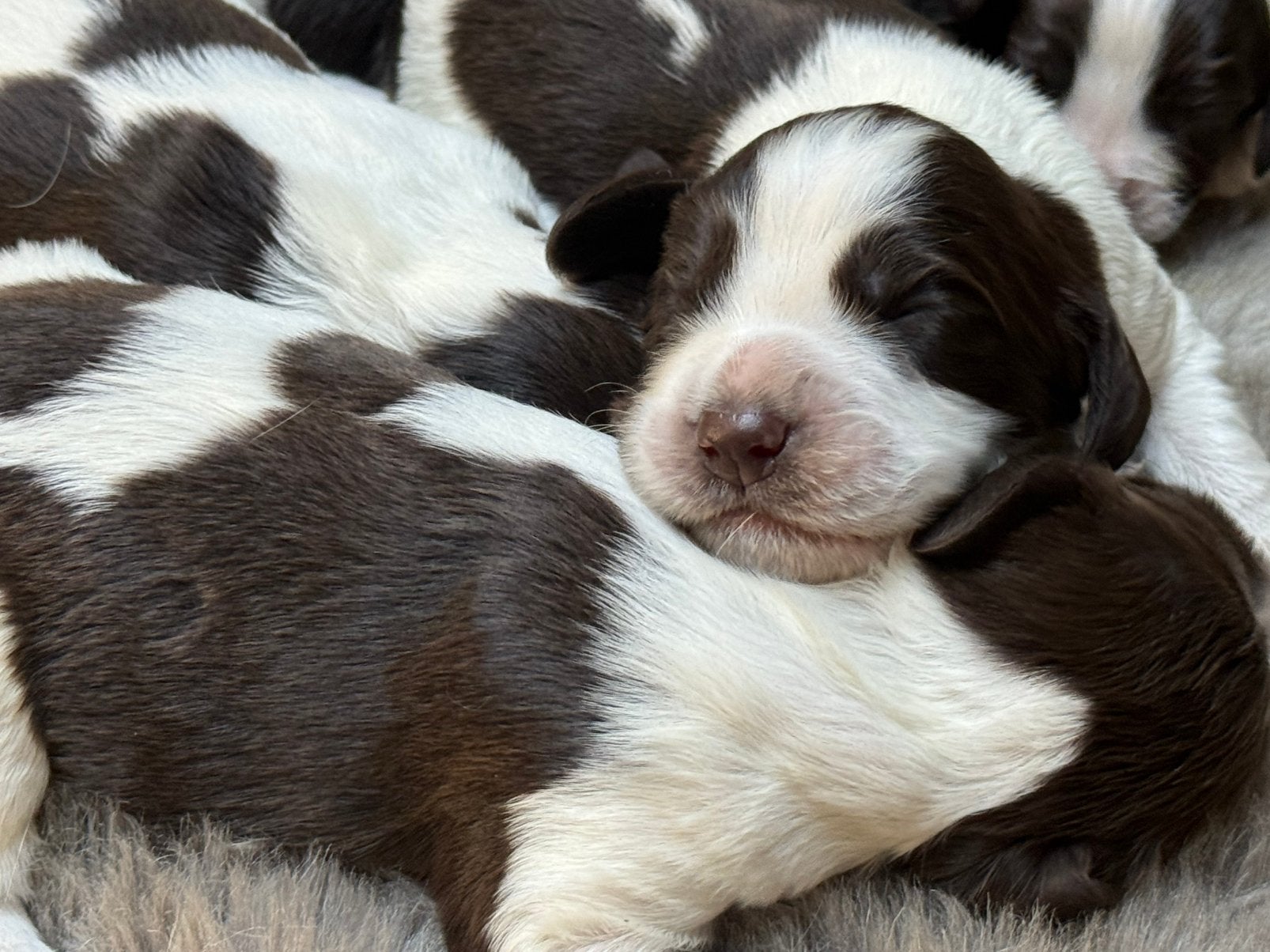 Engelse Springer Spaniel pups, Dieren en Toebehoren, Parvo, Reu, 8 tot 15 weken, Meerdere