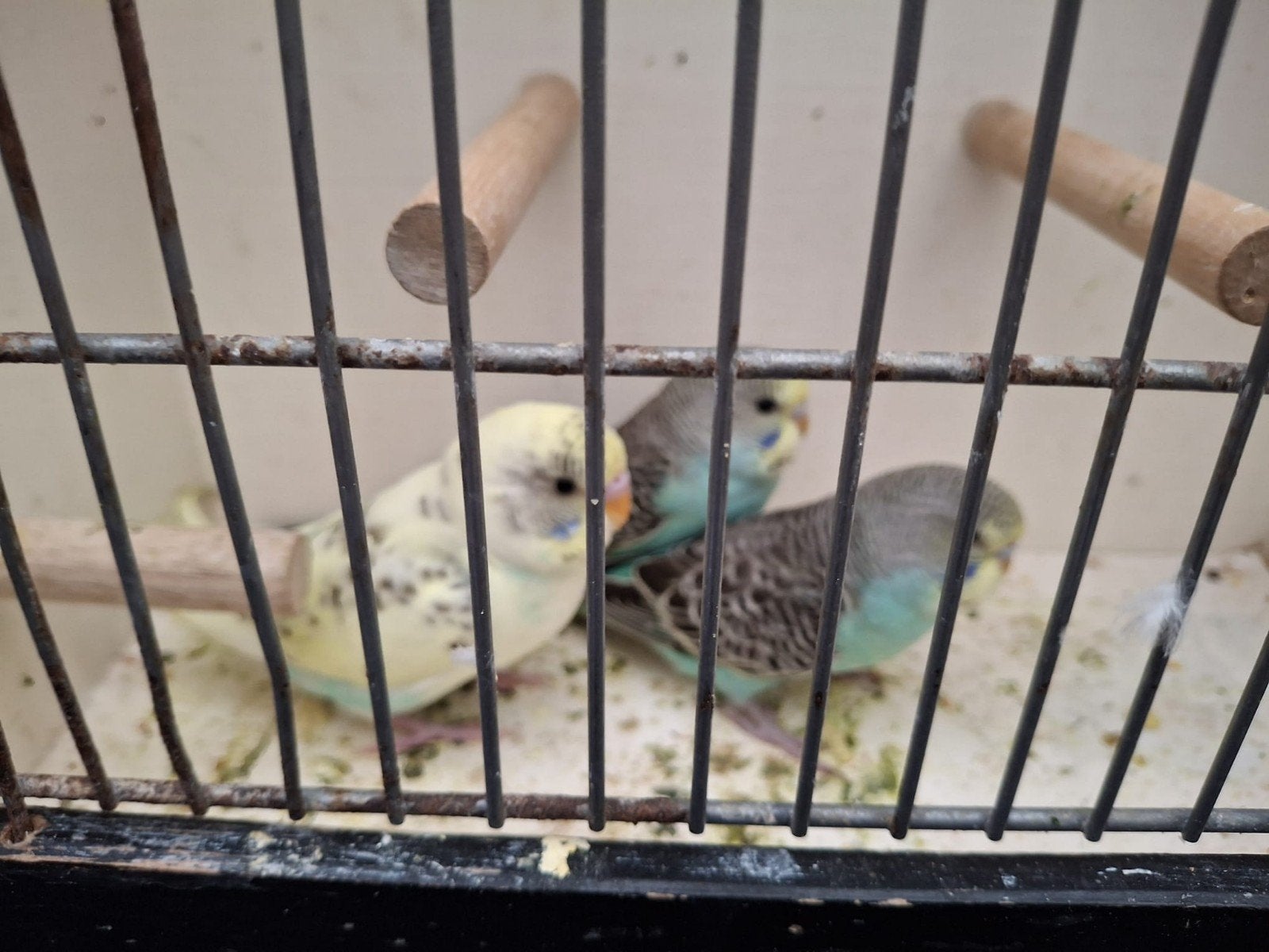 Pgrasparkieten, Meerdere dieren, Parkiet