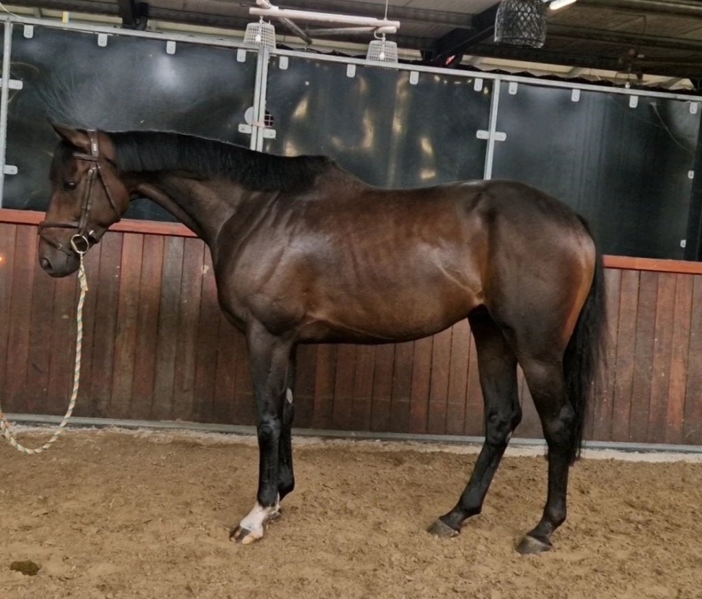 Super lieve en brave 6 jarige ruin, Dieren en Toebehoren, Ruin, 3 tot 6 jaar, 160 tot 165 cm, Recreatiepaard