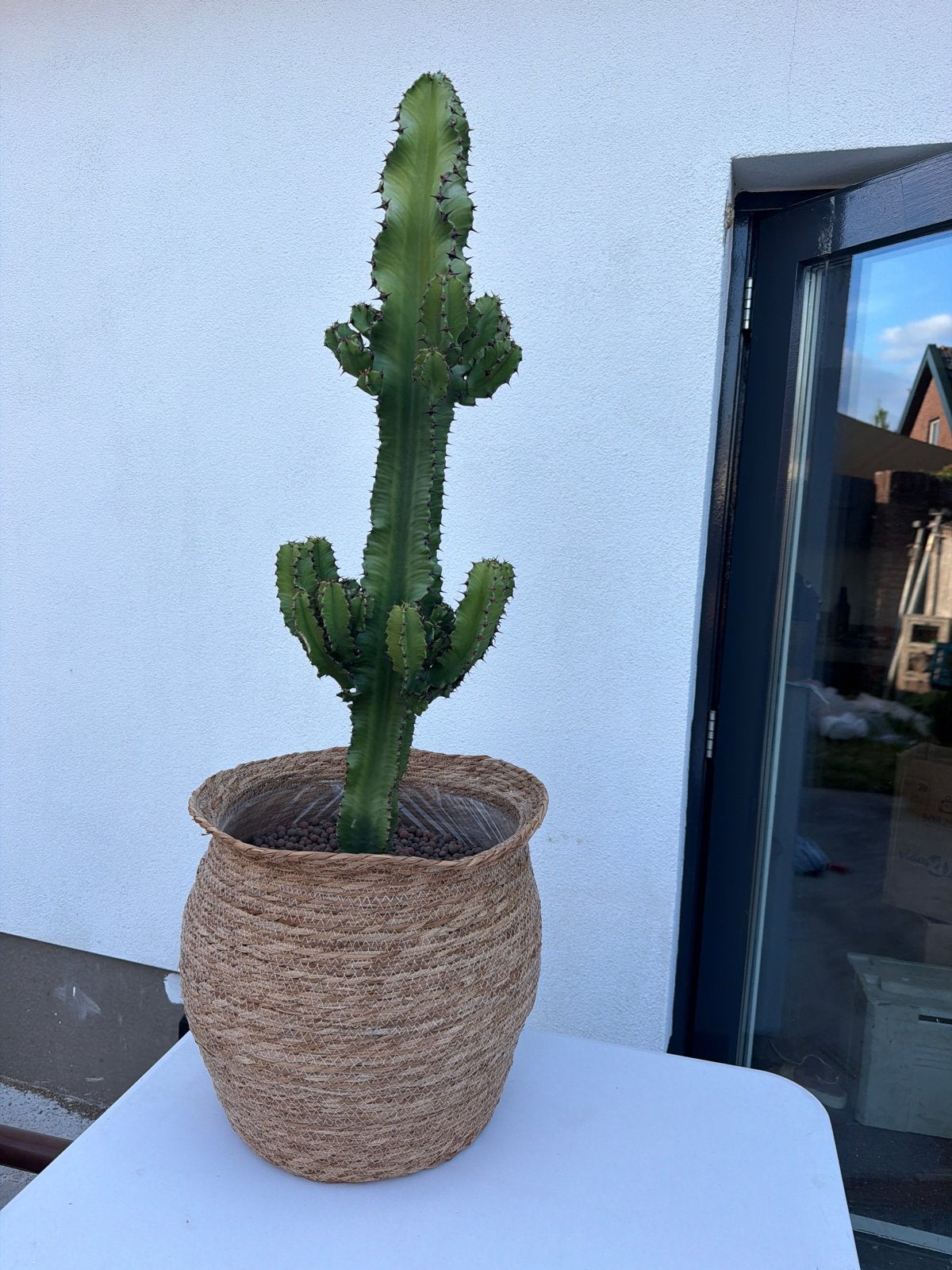 15 x Grote Euphorbia Ingens Cactus zonder mand, Volle zon, Vaste plant, Bloeit niet, Ophalen