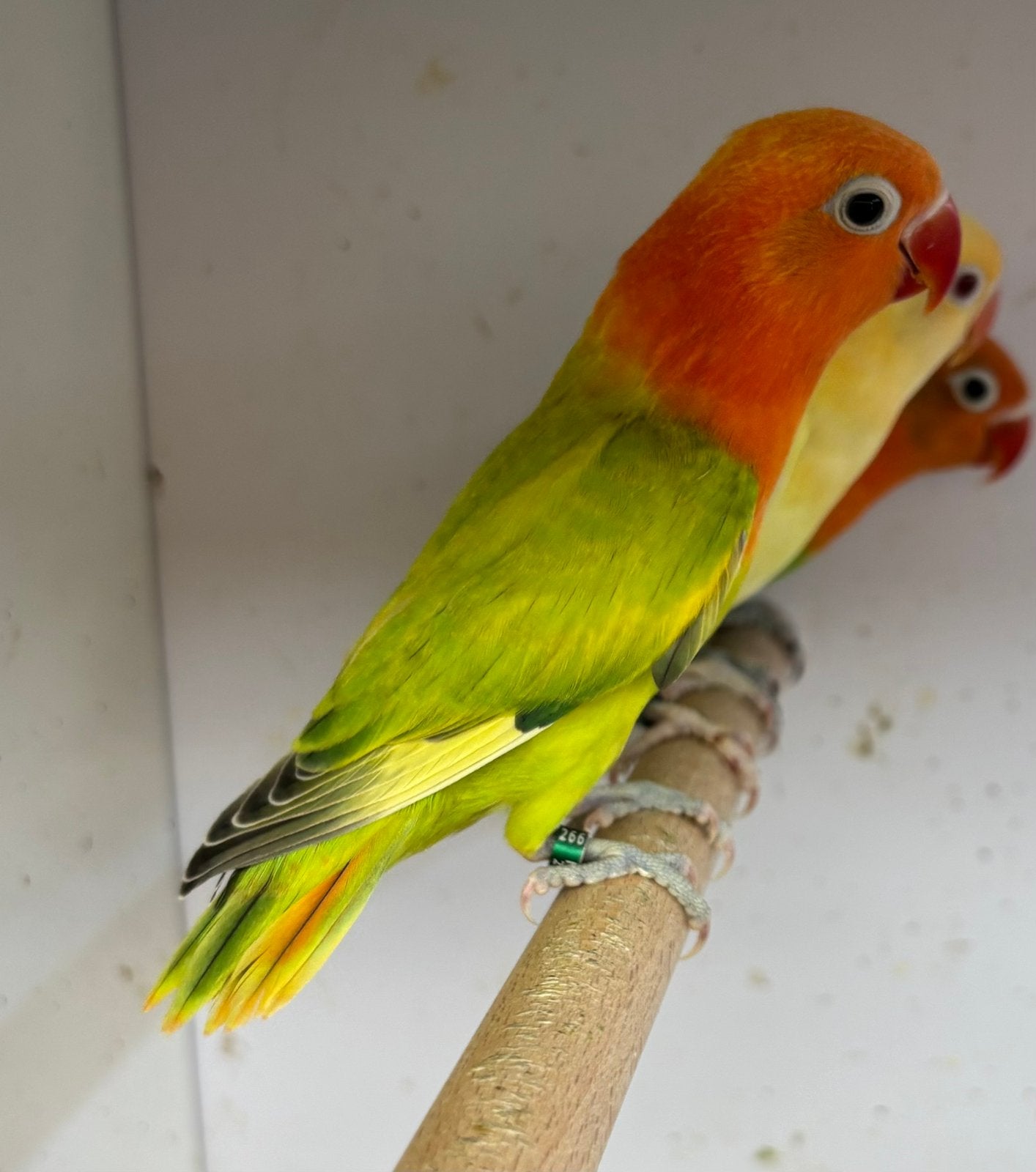 Jonge pastel gekleurde agapornis fischeri dwergpapegaai, Dieren en Toebehoren, Vogels | Parkieten en Papegaaien, Geslacht onbekend