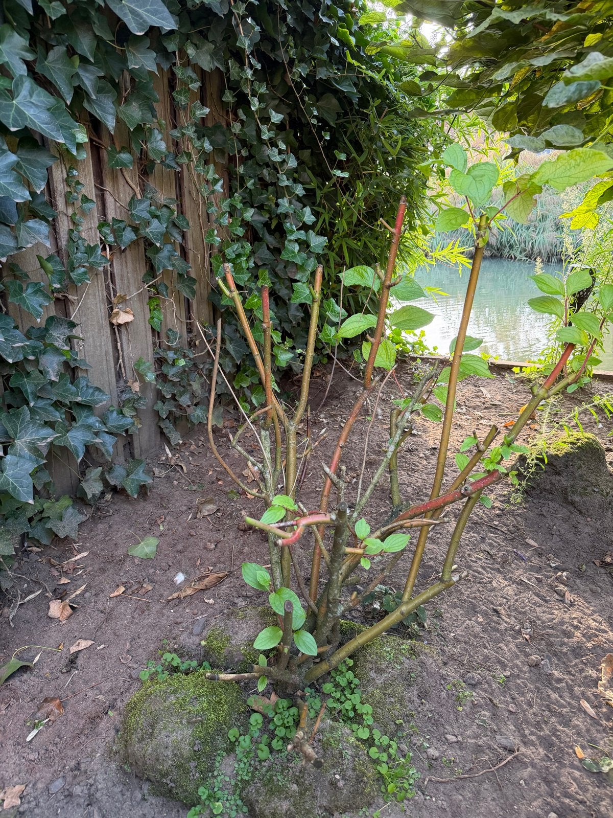 Gratis Kornoelje (Cornus) struik - Grote, volwassen plant, Vaste plant, Bloeit niet, Halfschaduw, Ophalen