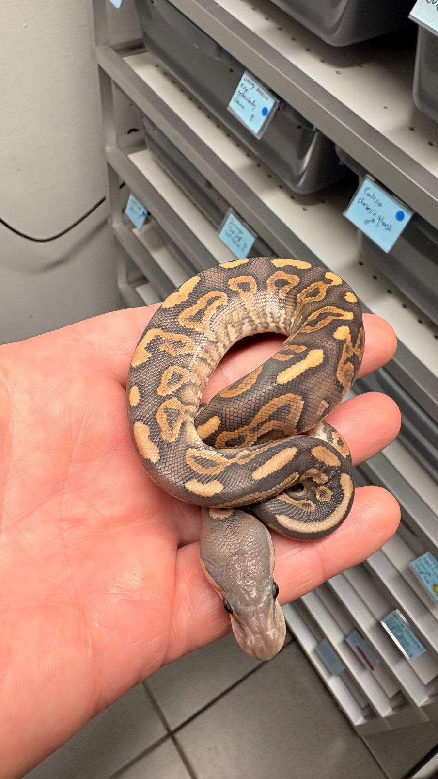 Cinnamon yellow belly hypo ball python Ball Python photo 2