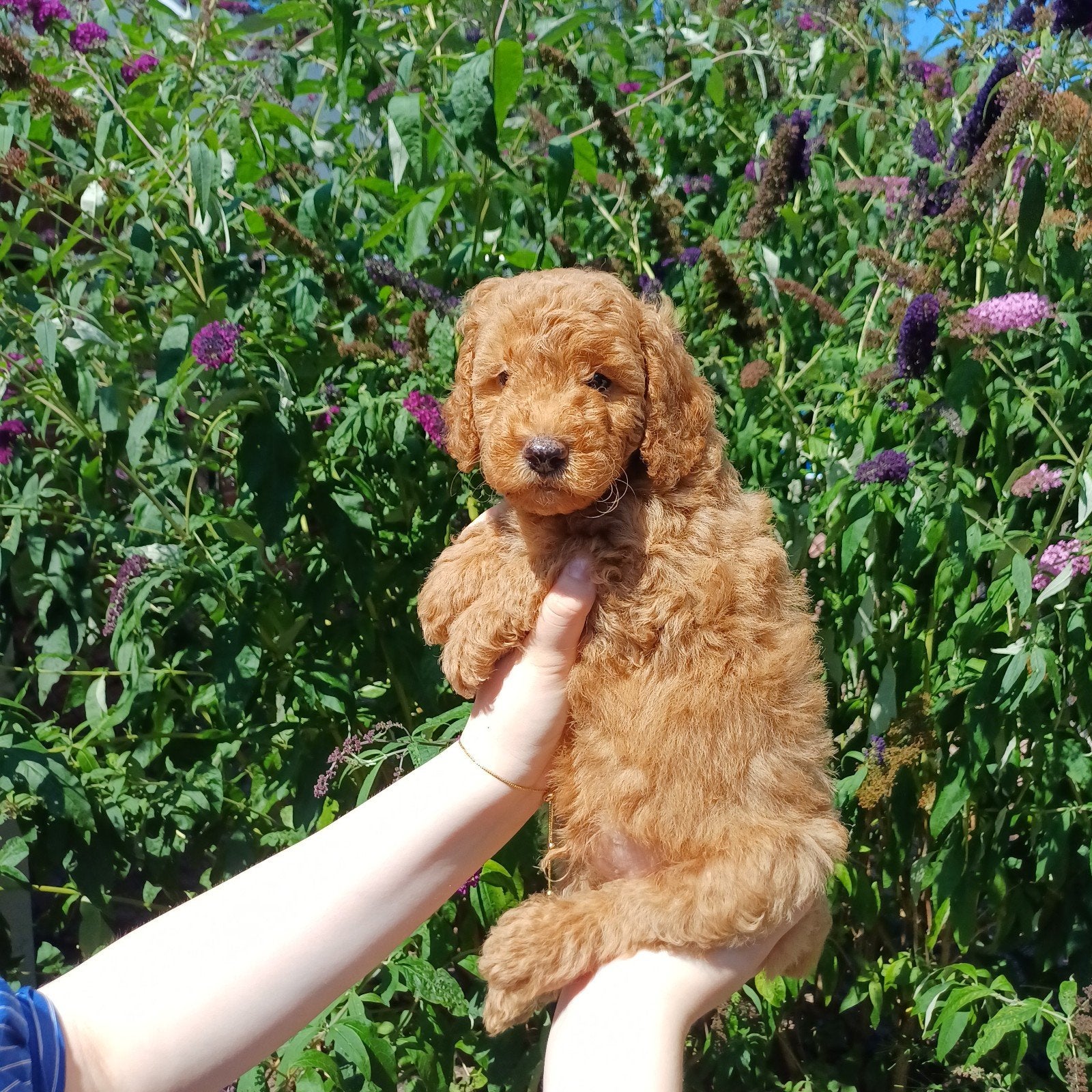 Nog 3 van 9 multigen Labradoodle met afstammingsbewijs, Parvo, Overige rassen, 8 tot 15 weken, Meerdere