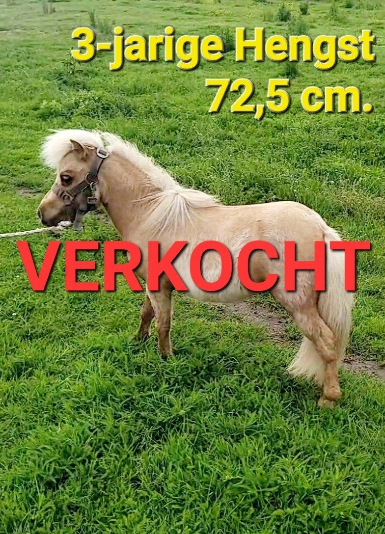 Luxe Palomino mini hengst / dekhengst, Hengst