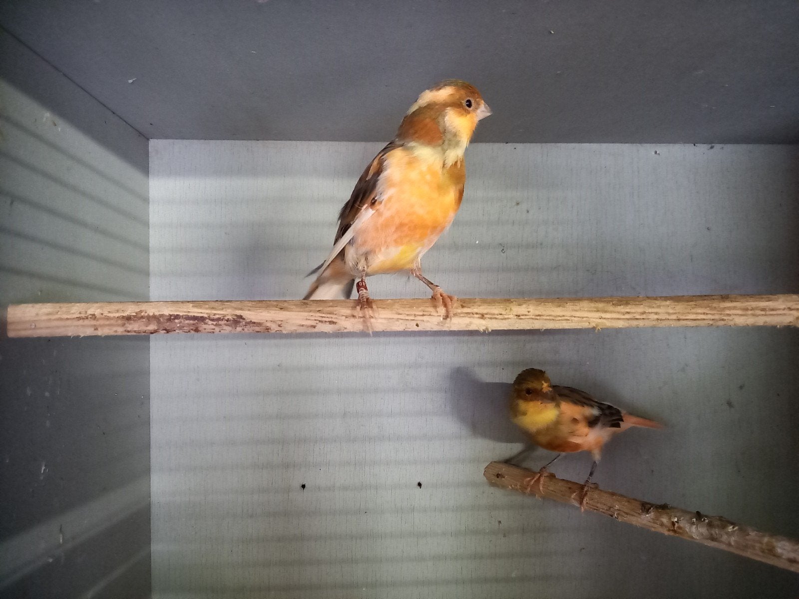 Mooie kanaries te koop., Dieren en Toebehoren, Vogels | Kanaries, Mannelijk, Kleurkanarie