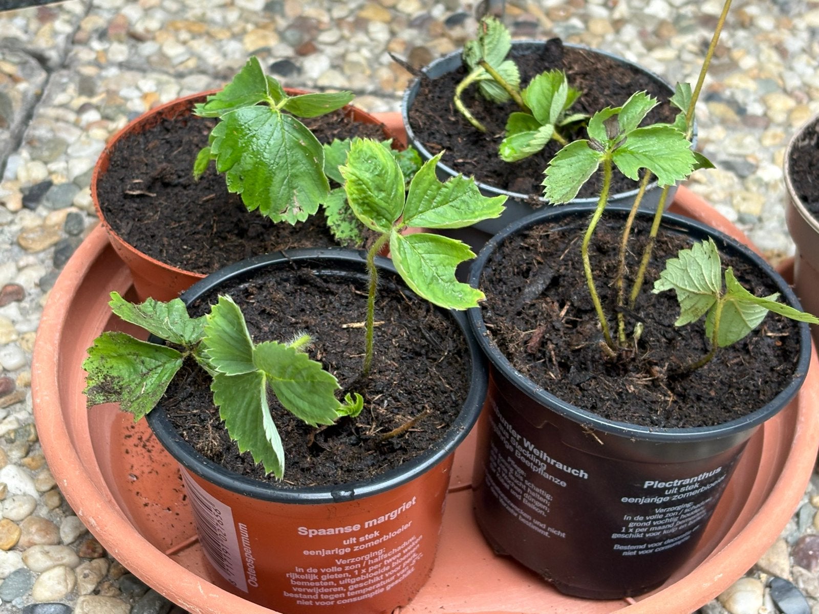 Mooie aardbeien planten ( doorbloeiers ), Ophalen of Verzenden, Volle zon