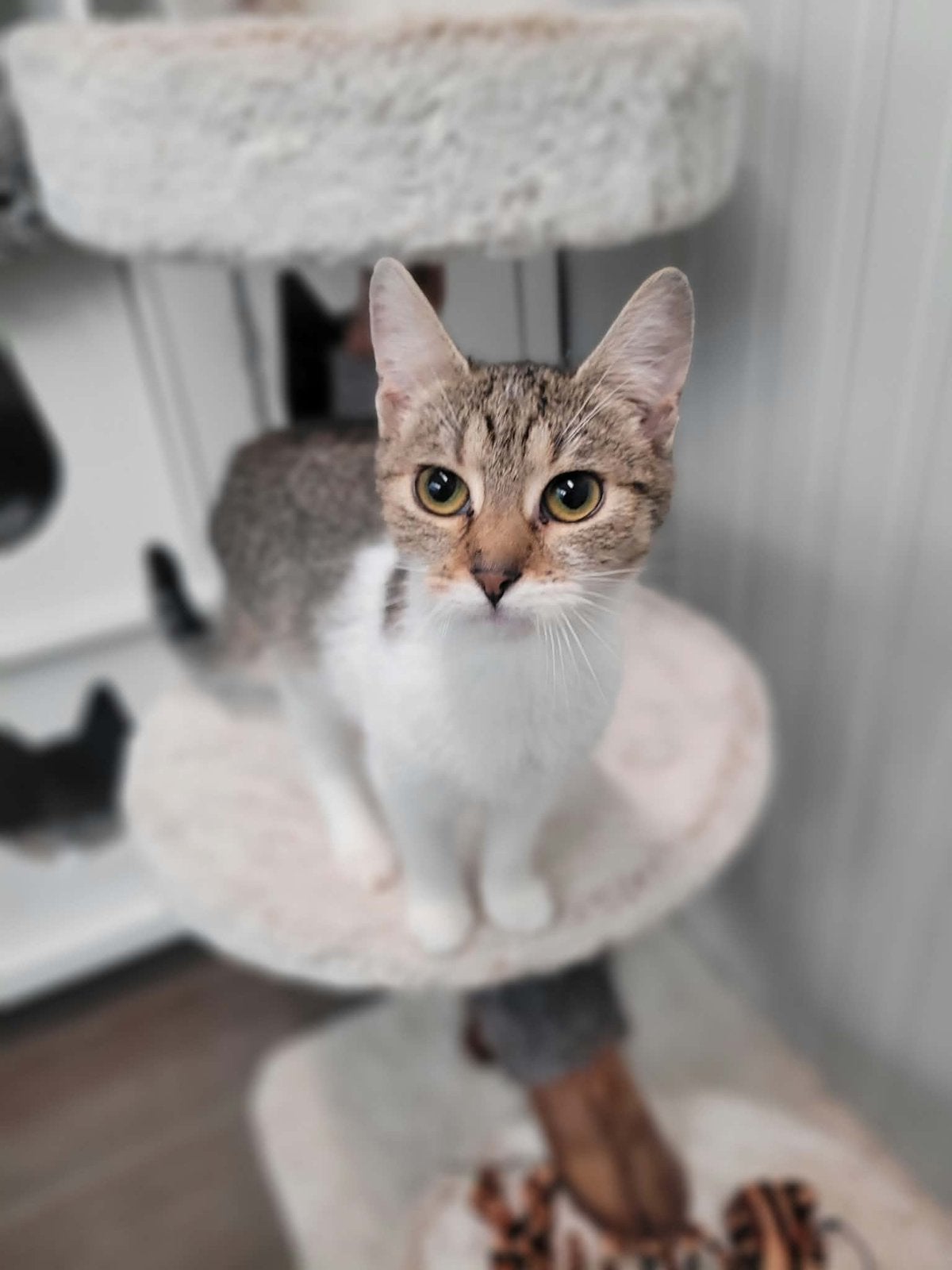 Europees korthaar poezen meisjes 6 maanden, Dieren en Toebehoren, Poes, Kortharig, 0 tot 2 jaar