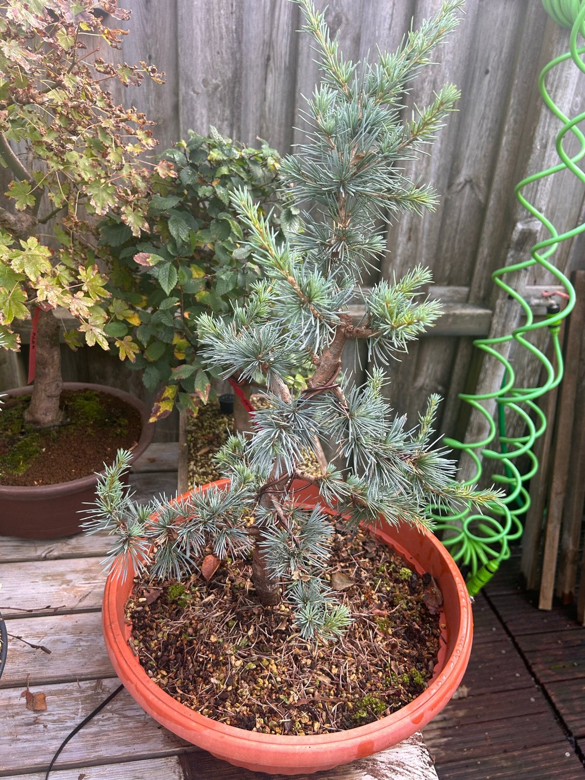 Blauwe Atlas Ceder Bonsai - Cedrus Atlantica Glauca, Volle zon, Vaste plant, Bloeit niet, Ophalen