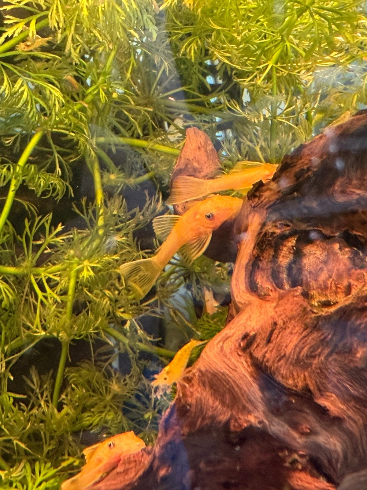 Jonge Citroen Ancistrus algeneters (L144), Dieren en Toebehoren, Vissen | Aquariumvissen, Vis, Zoetwatervis, Schoolvis