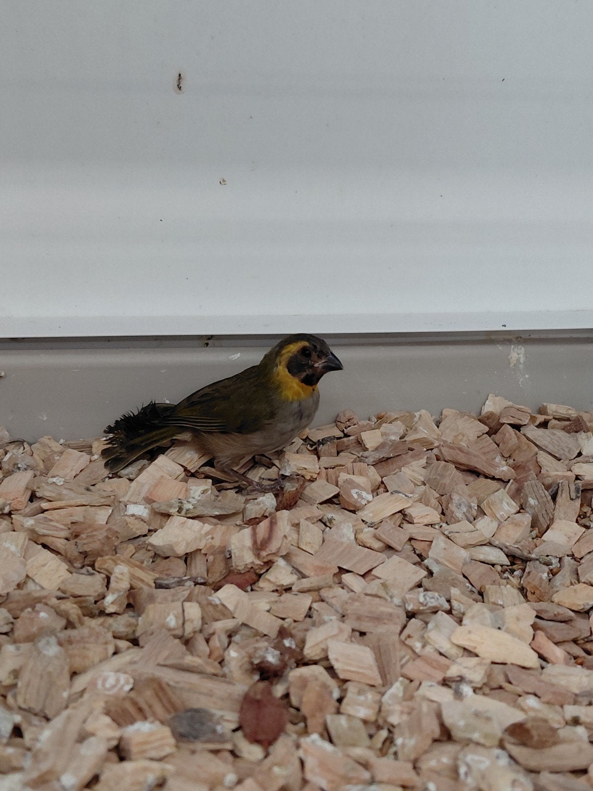 Cuba vink, Dieren en Toebehoren, Mannelijk