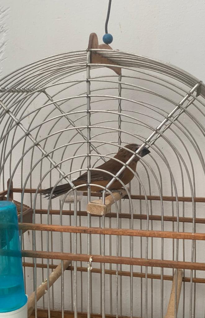 Twatwa Jongman 2025, Dieren en Toebehoren, Vogels | Overige Vogels, Mannelijk, Geringd