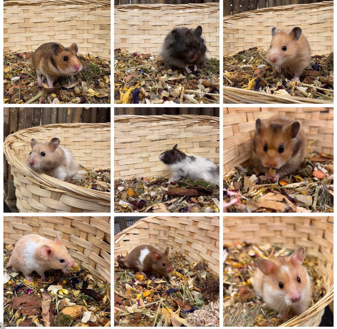TAMME GOUDHAMSTERS ( man) van fokker, tam,direct beschikbaar, Dieren en Toebehoren, Hamster, Mannelijk, Juli, Tam