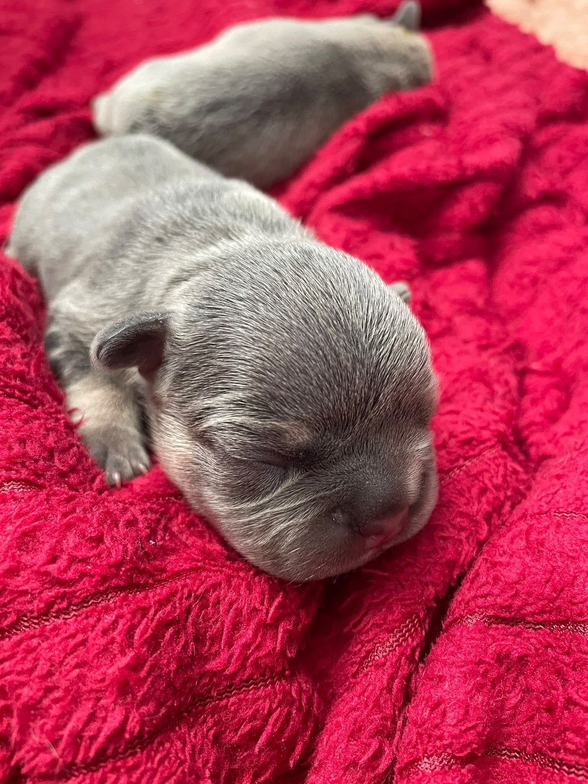 Franse bulldog pups, Dieren en Toebehoren, 8 tot 15 weken, Bulldog, Meerdere, Meerdere dieren
