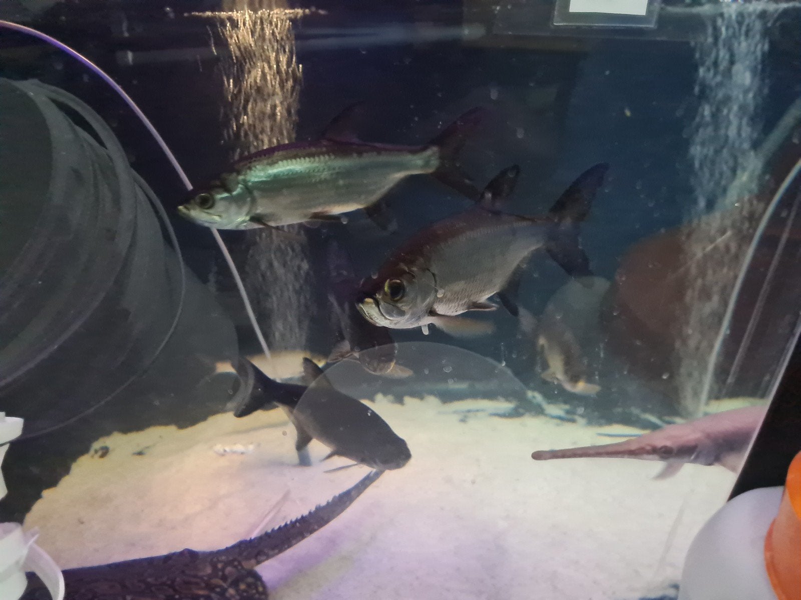 Tarpon, Trapoen, Megalops Atlanticus, zoetwater, Dieren en Toebehoren, Vis, Zoetwatervis