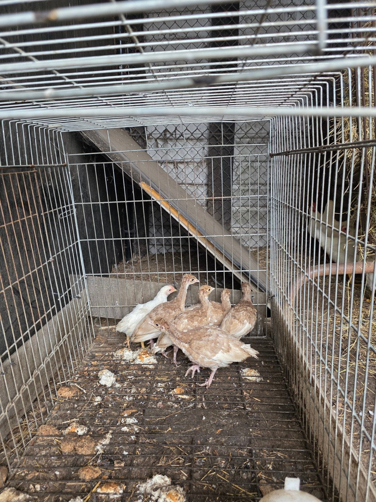 Kalkoenkuikens te koop., Dieren en Toebehoren, Vogels | Duiven, Meerdere dieren, Overige soorten