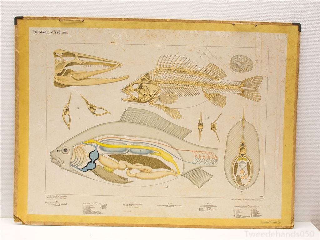 Vintage biologie schoolplaat 99307, Antiek en Kunst, Ophalen of Verzenden