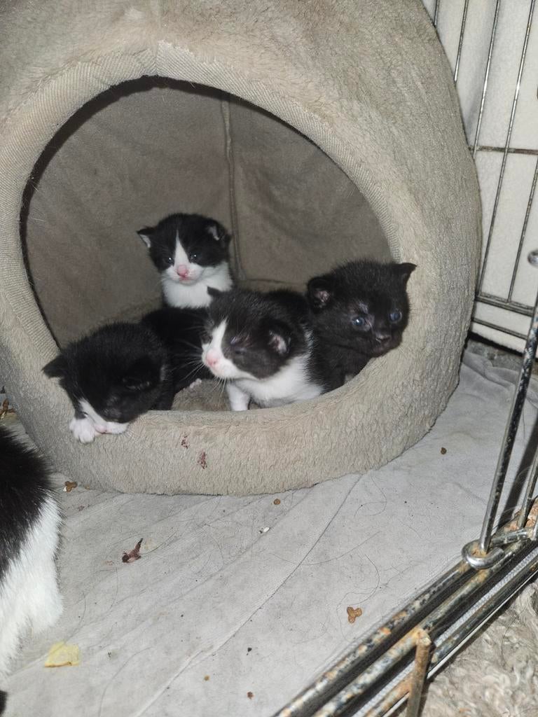 Lieve kittens te koop