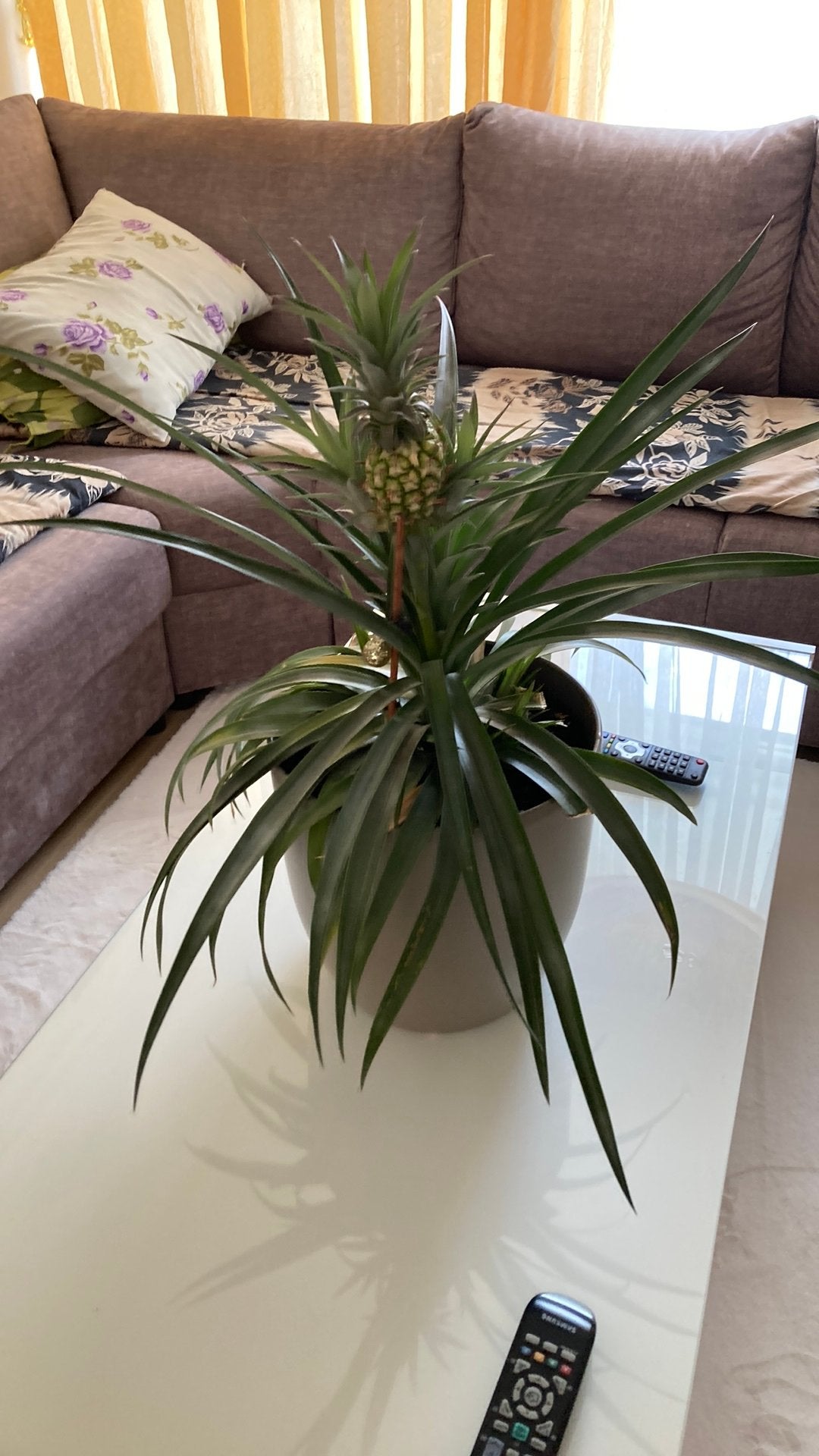 Mooi ananas plantje boven de 5 euro mag menemen, Ophalen of Verzenden, Halfschaduw, Minder dan 100 cm