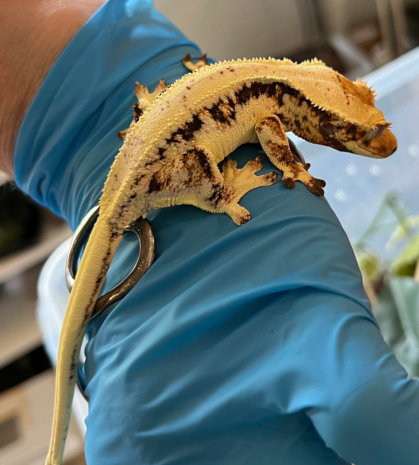 0.1 extreem White tricolor Lilly white wimpergekko, ciliatus Crested Gecko photo 2