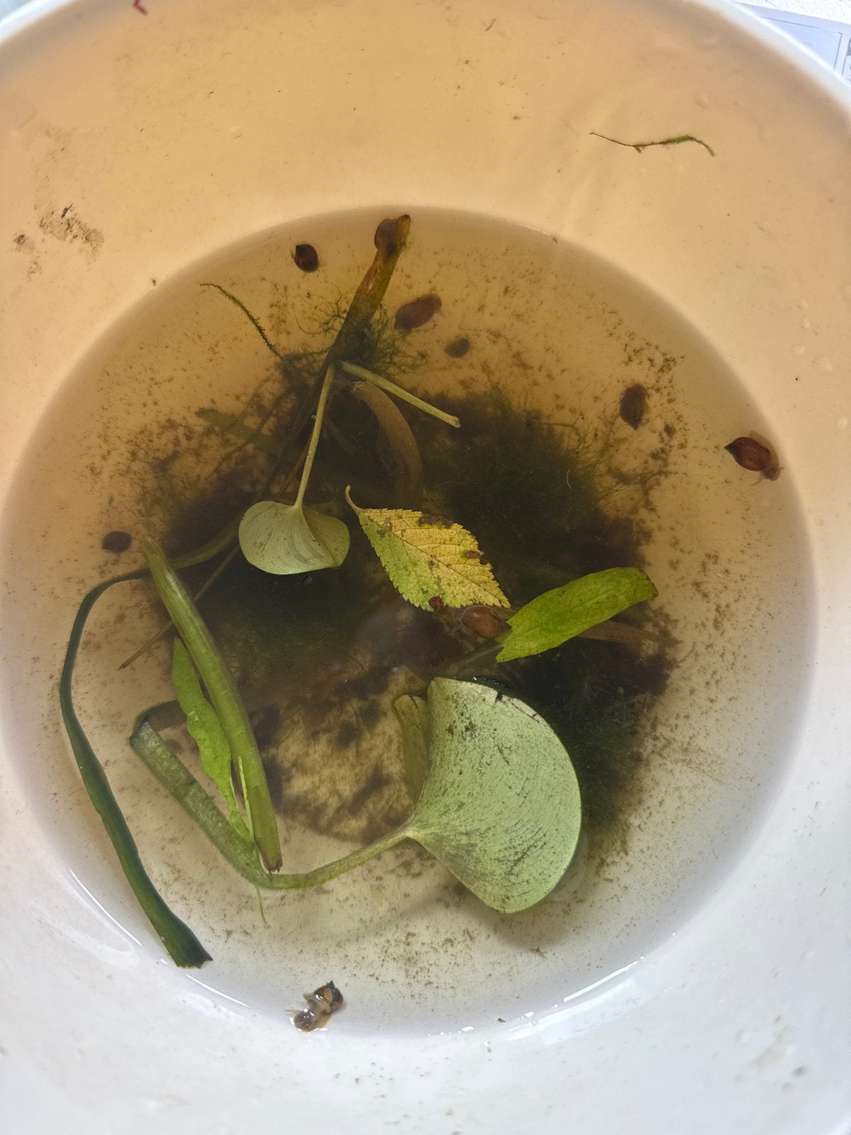 Poelslakken, Dieren en Toebehoren