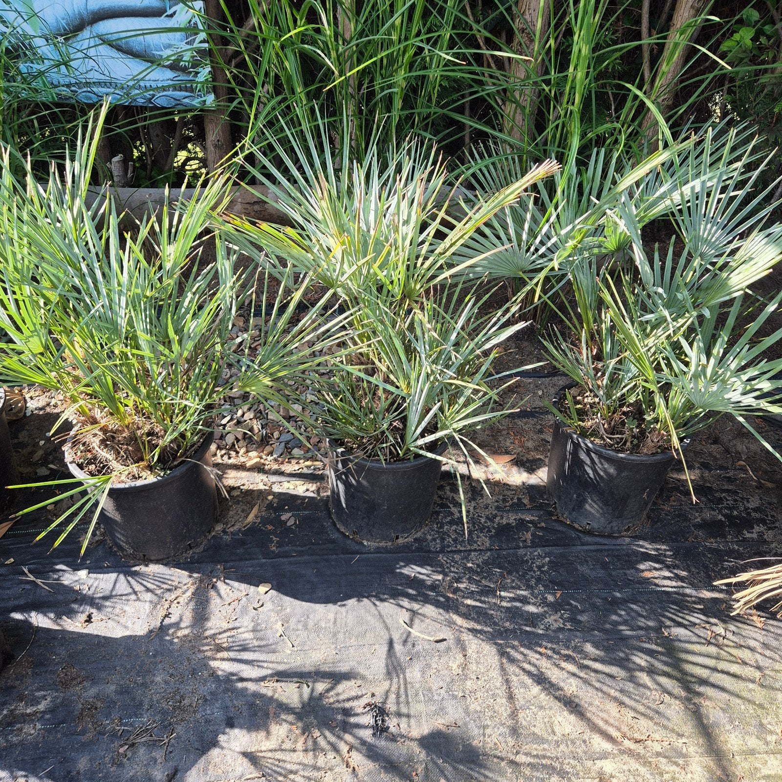 Chamaerops Humilis Cerifera - Blauwe Dwergpalm