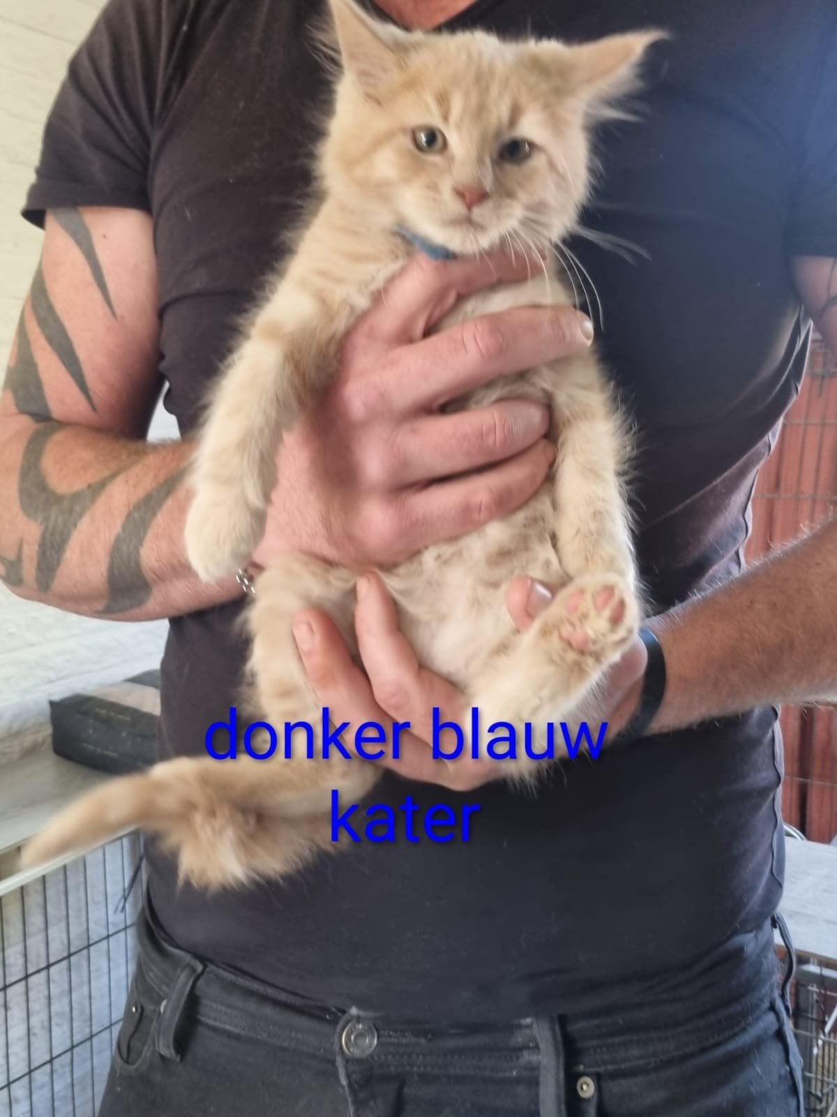 Ras zuivere main coons nog 3 katertjes beschikbaar 😻😻😻, Meerdere dieren, Gechipt, 0 tot 2 jaar