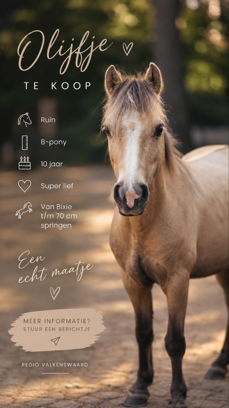 Pony te koop, Dieren en Toebehoren, Ruin, 7 tot 10 jaar