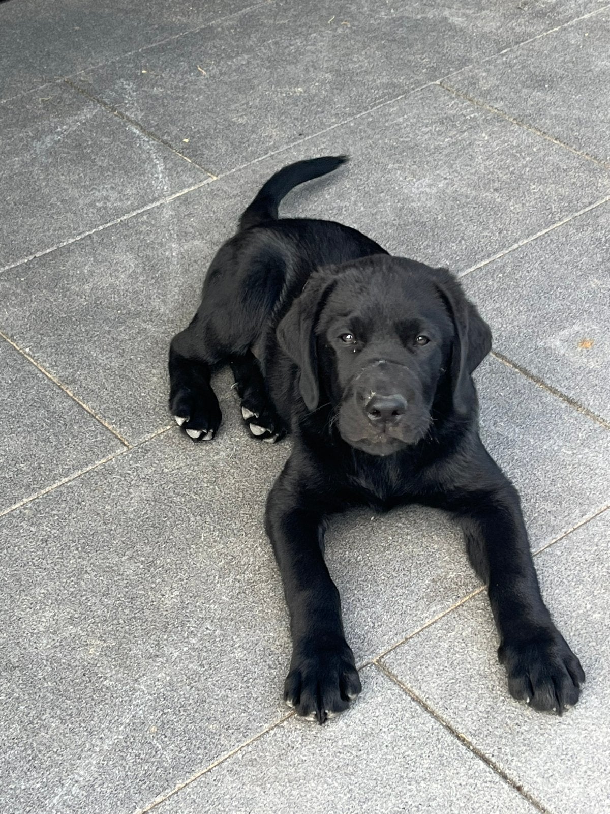 Labrador puppies, Reu, 8 tot 15 weken, Parvo, Meerdere