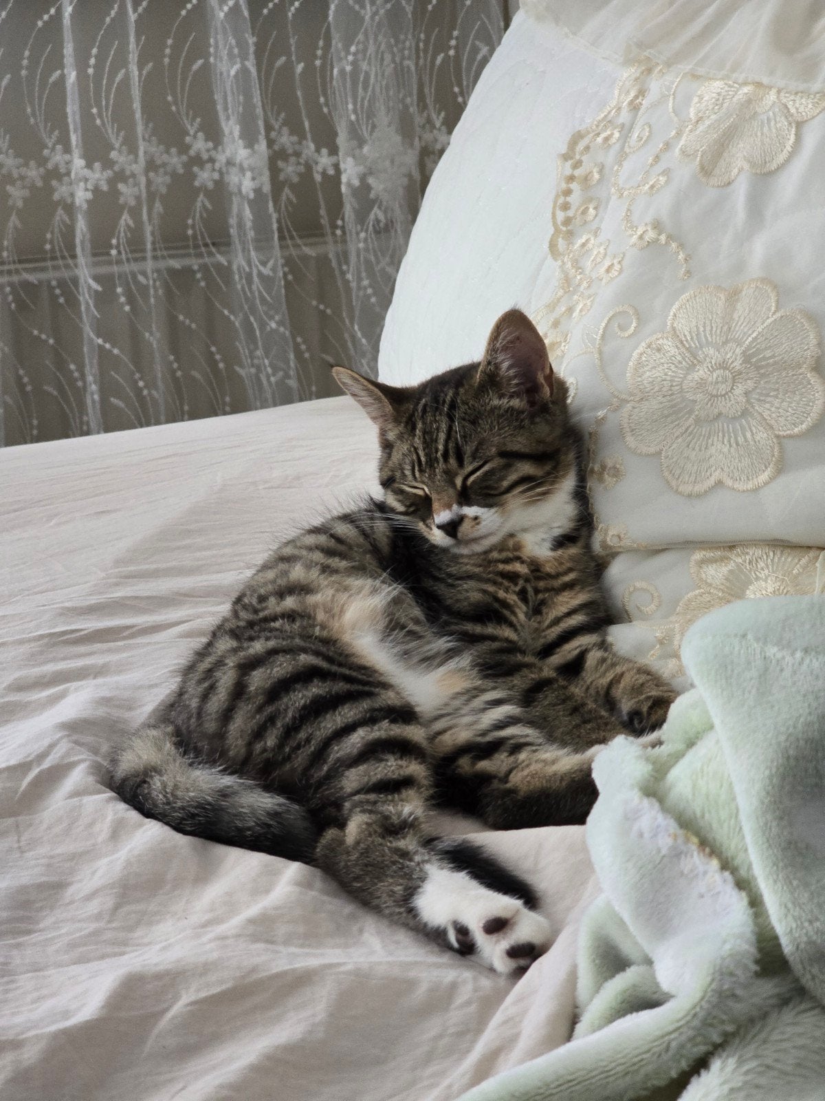 Leuke zwarte cyperse kittens, Ophalen of Verzenden