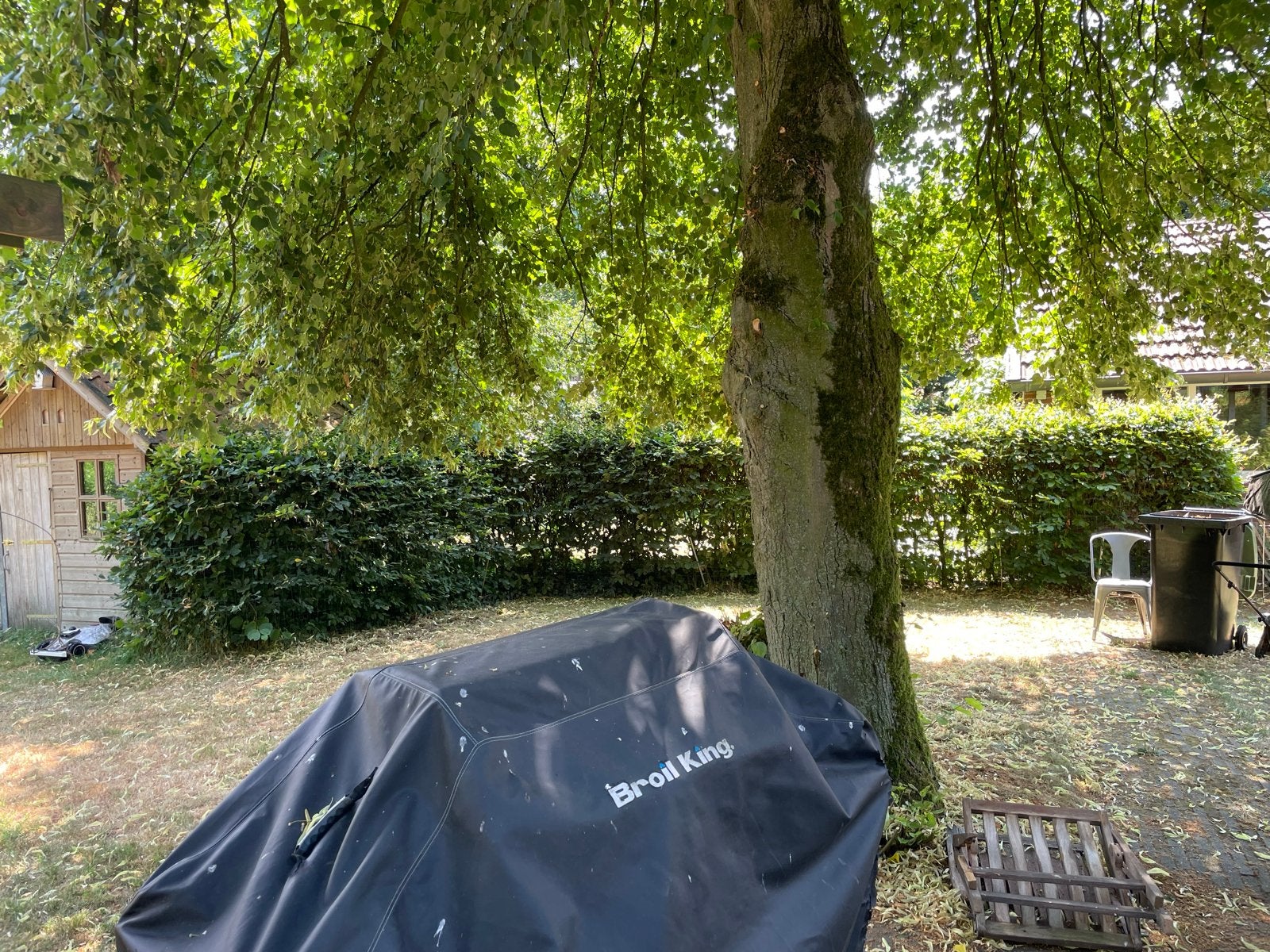 Gezonde Beukenhaag - 2m hoog, 10m lang, mooi vol, Tuin en Terras, Planten | Struiken en Hagen, Ophalen of Verzenden, Beukenhaag