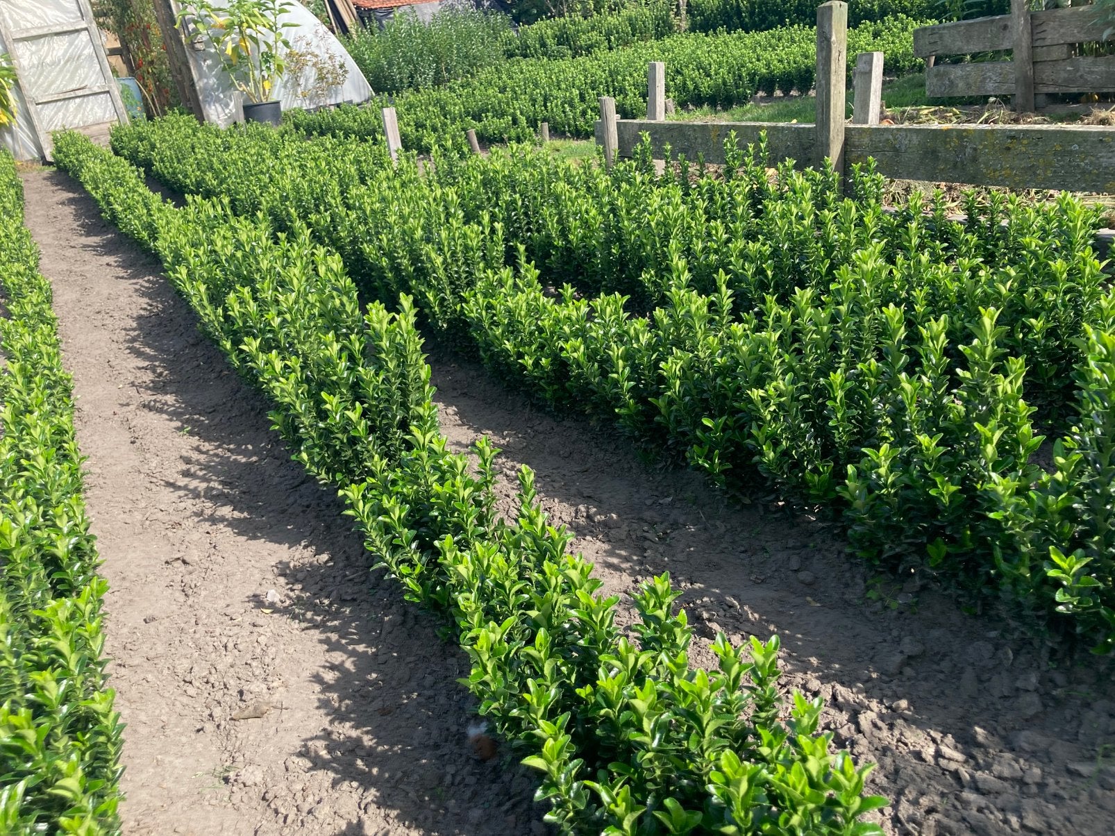Euonymus green spire ( buxus-vervanger ), Tuin en Terras, Ophalen, Buxus, Minder dan 100 cm