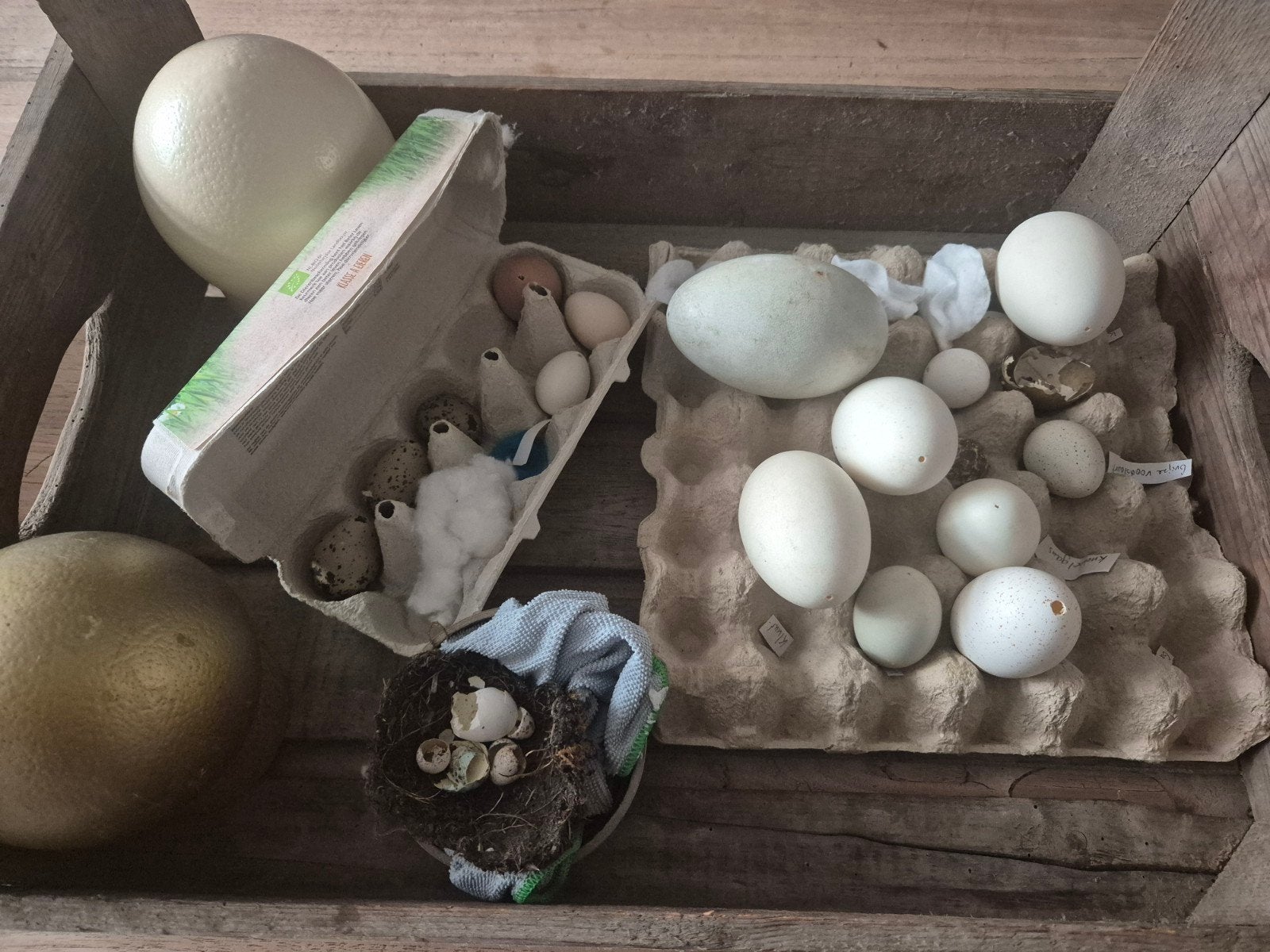 Unieke Eierenverzameling: van Kwartel tot Struisvogel, Ophalen, Gebruikt
