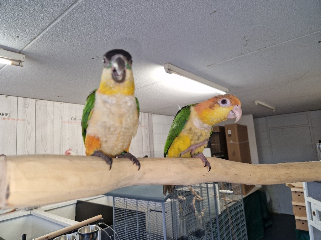 Tamme Caiques | Handtam | Pionites Papegaai | Goed advies, Meerdere dieren, Papegaai, Tam