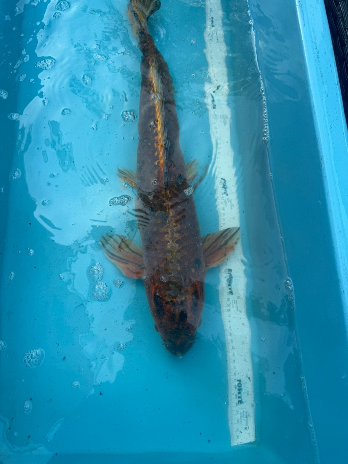 Koi / koi karper, Karper of Koi