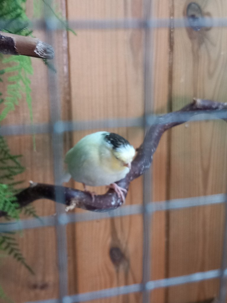 Gloster kanarie, Dieren en Toebehoren, Vogels | Kanaries, Geslacht onbekend, Kleurkanarie