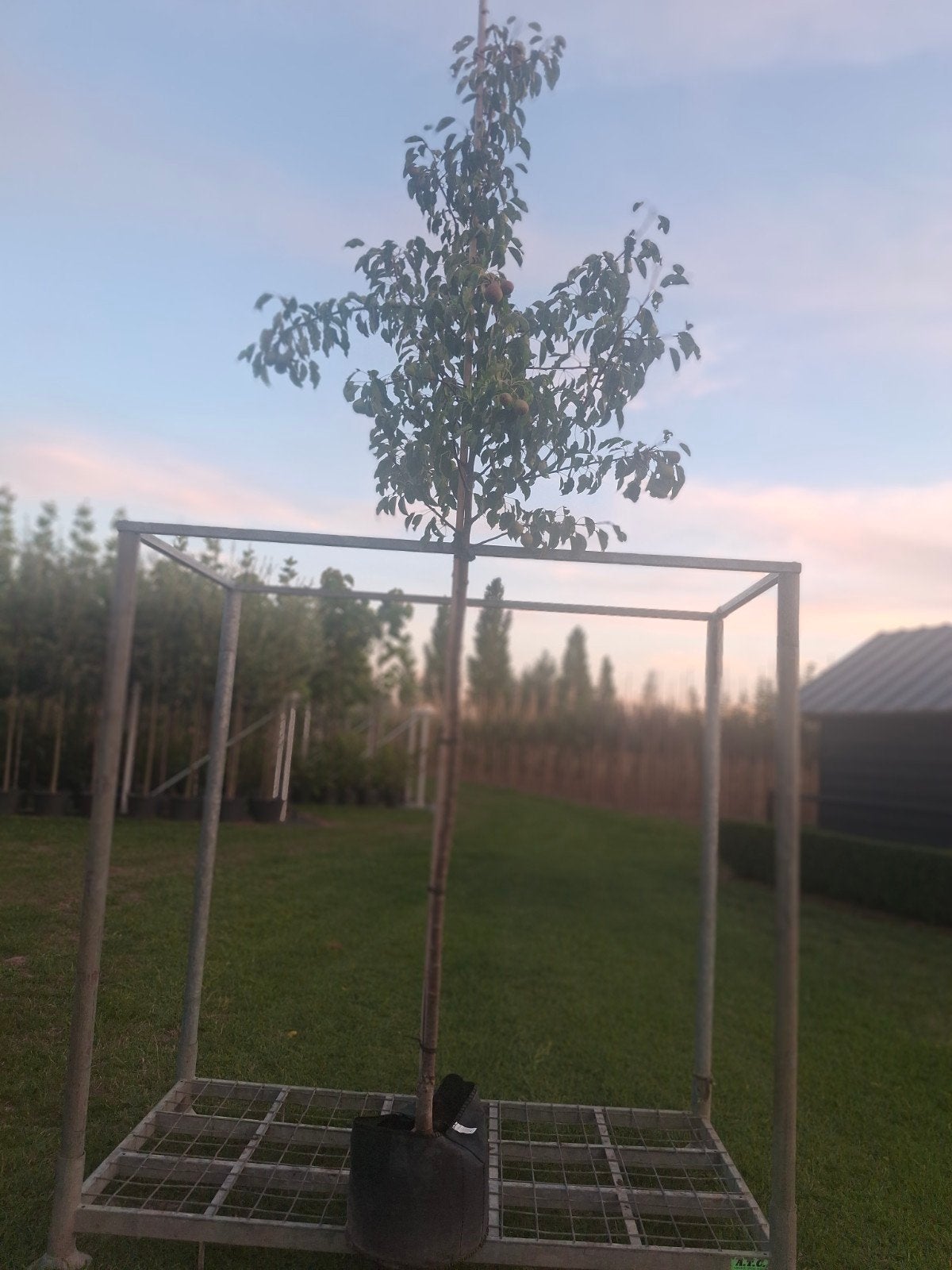 Te koop Pyrus Gieser Wildeman/perenboom, Tuin en Terras, Overige soorten, Lente, 250 tot 400 cm, Ophalen