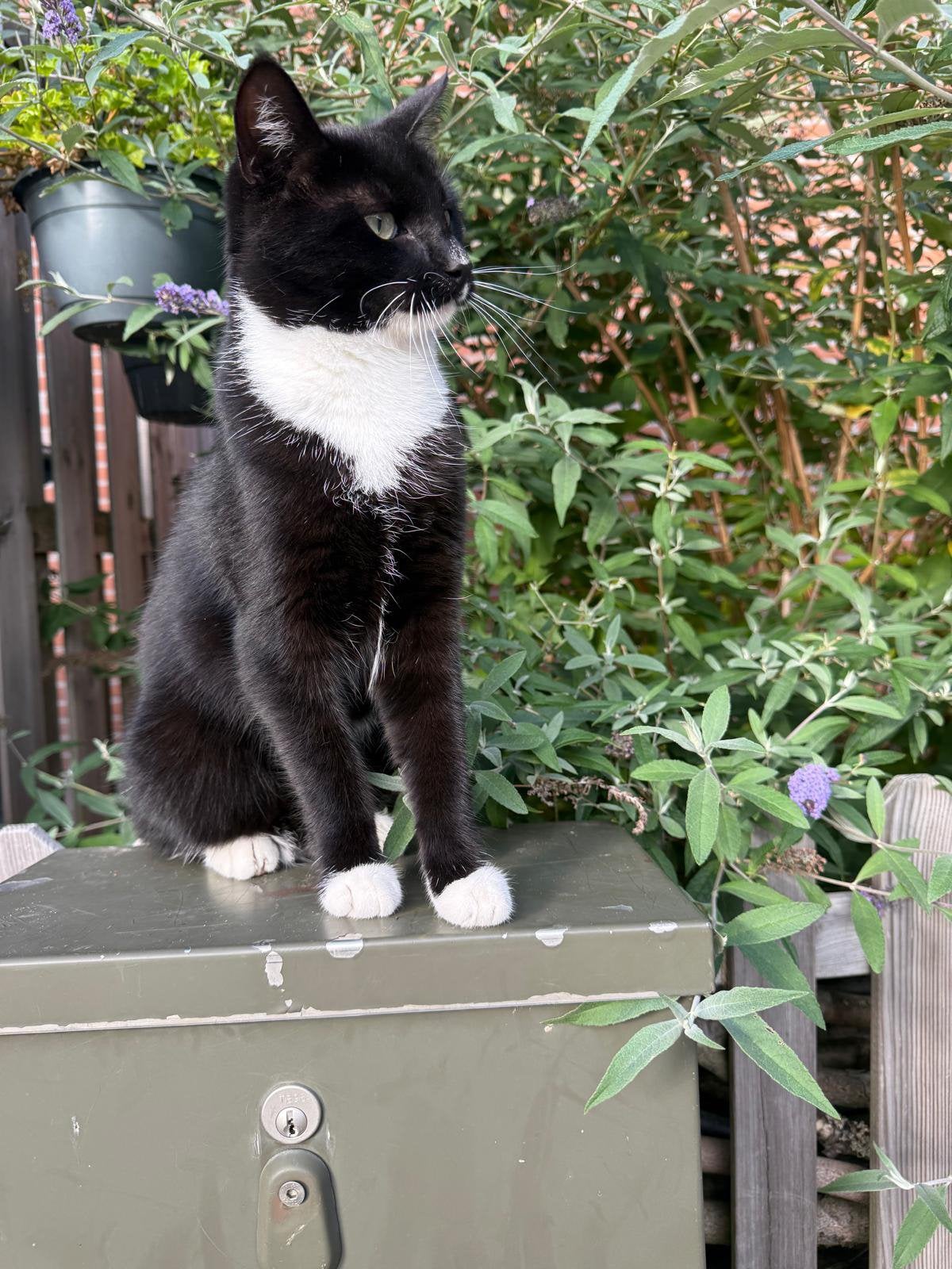 Opzoek naar een liefdevol huis, Dieren en Toebehoren, Katten en Kittens | Overige Katten, Kater, 0 tot 2 jaar