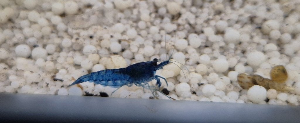 Blue Dream Garnaal, Ophalen of Verzenden, Nieuw, Overige typen