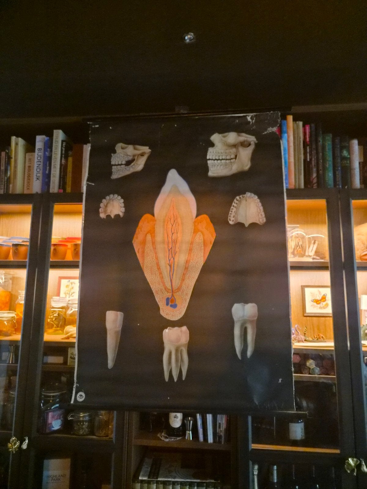 Schoolplaat gebit, Ophalen, Natuur en Biologie