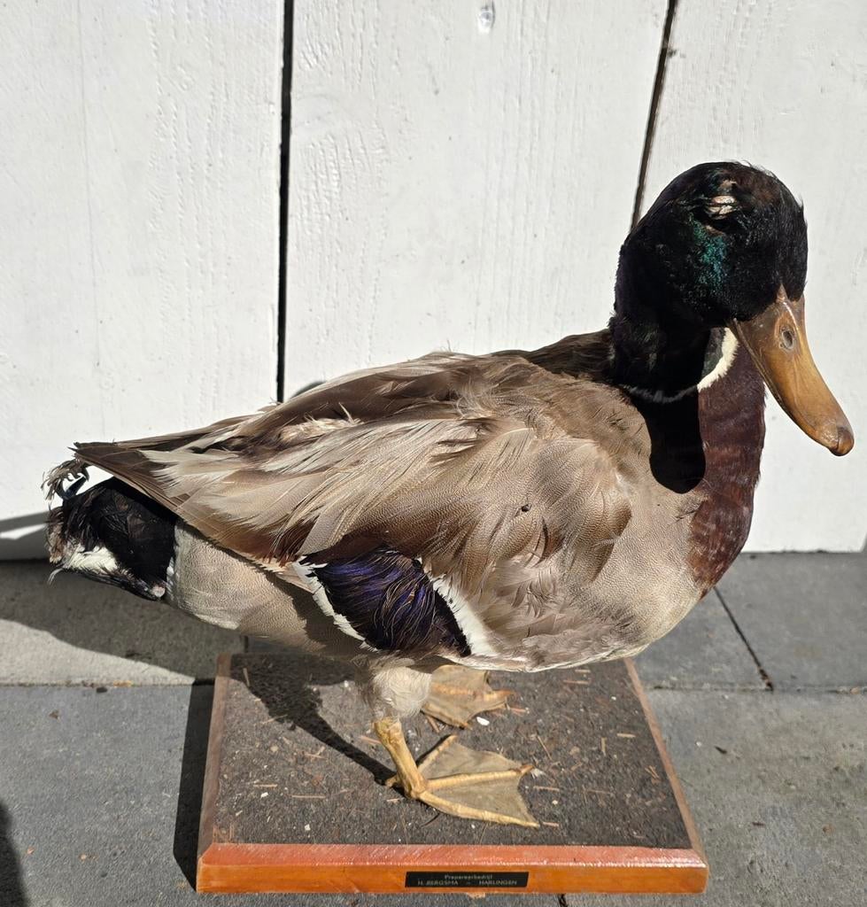 Opgezette Wilde Eend - Verkocht, Ophalen of Verzenden, Zo goed als nieuw, Vogel, Opgezet dier