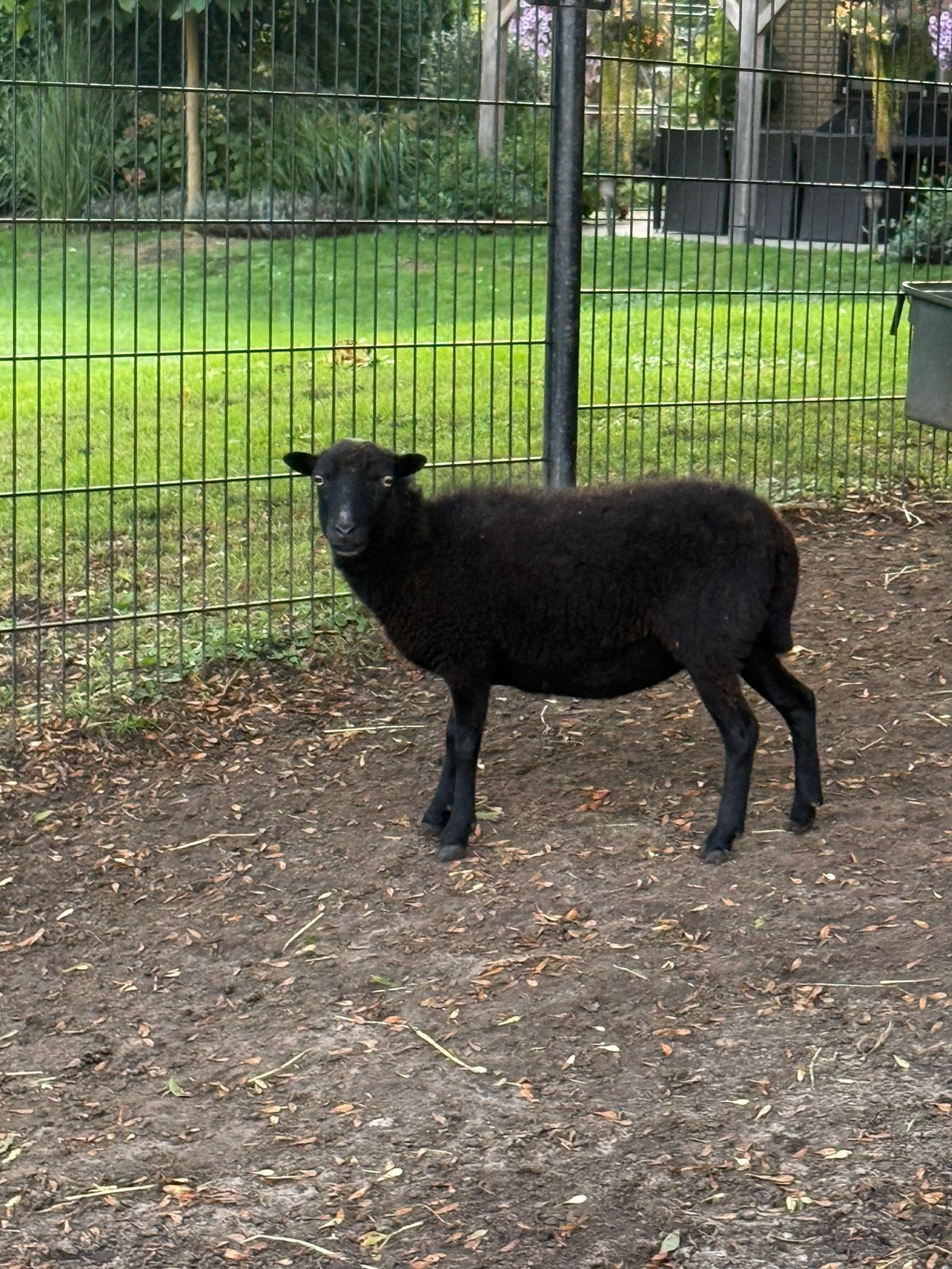 2 Quessant ooitjes, Dieren en Toebehoren, Mannelijk, Schaap