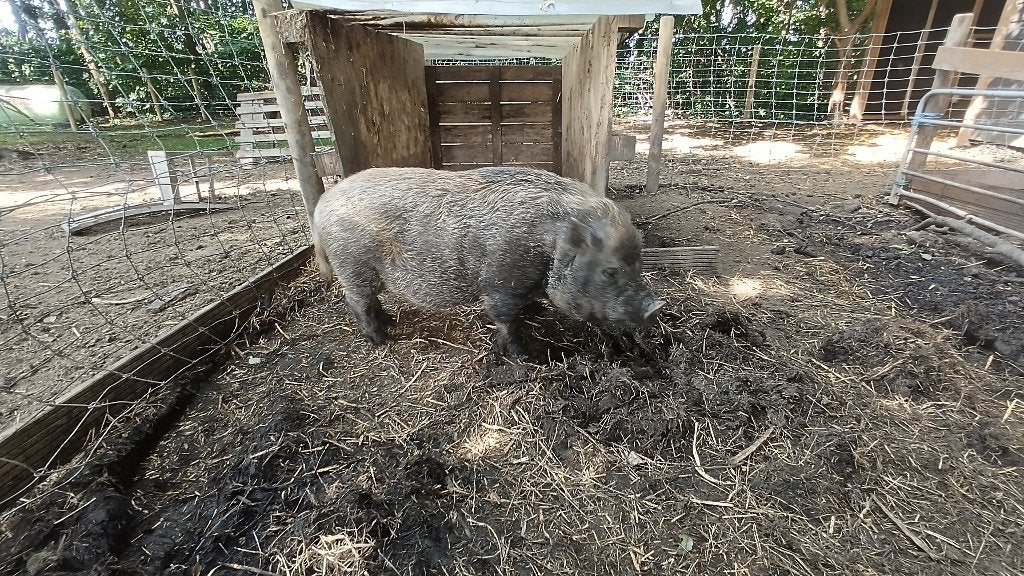 mini varken, Dieren en Toebehoren, Schapen, Geiten en Varkens, Mannelijk, Varken