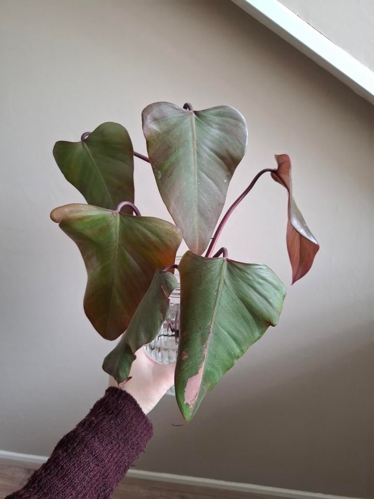 Philodendron stekken, Huis en Inrichting, Kamerplanten, Ophalen of Verzenden, Halfschaduw, Minder dan 100 cm