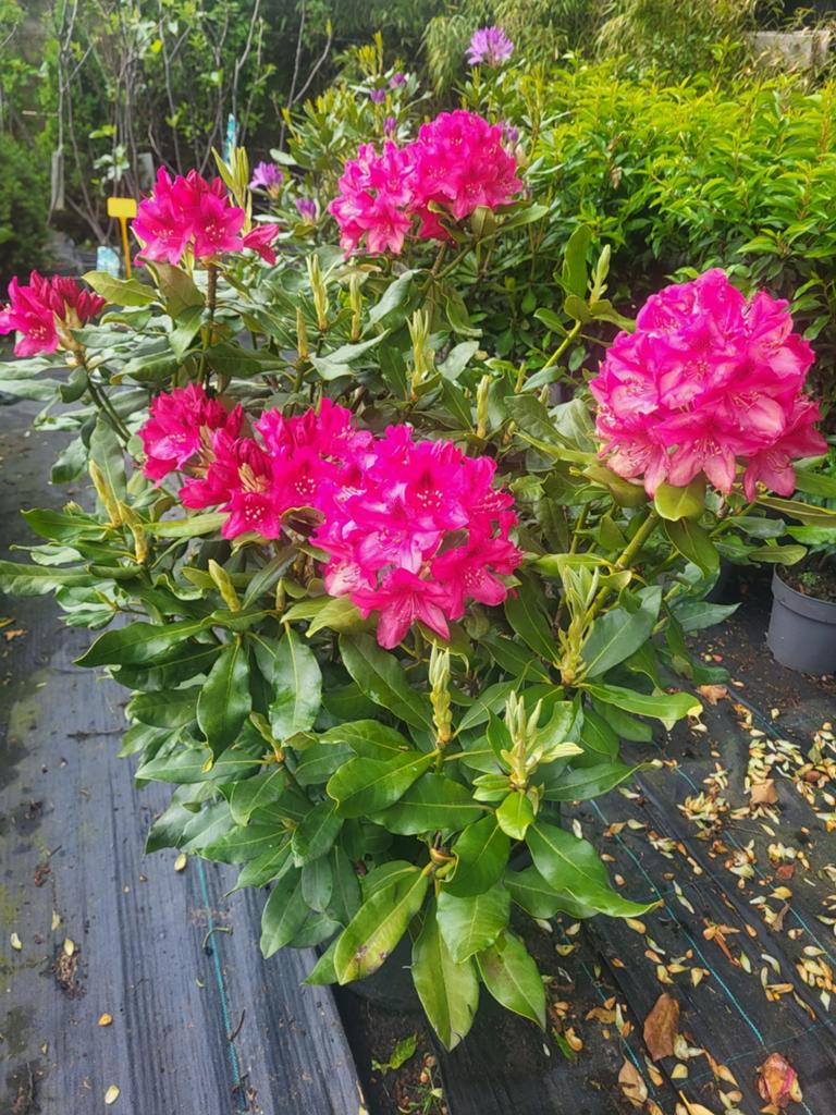 Zeer grote rhododendrons in vele kleuren, Tuin en Terras, Ophalen of Verzenden