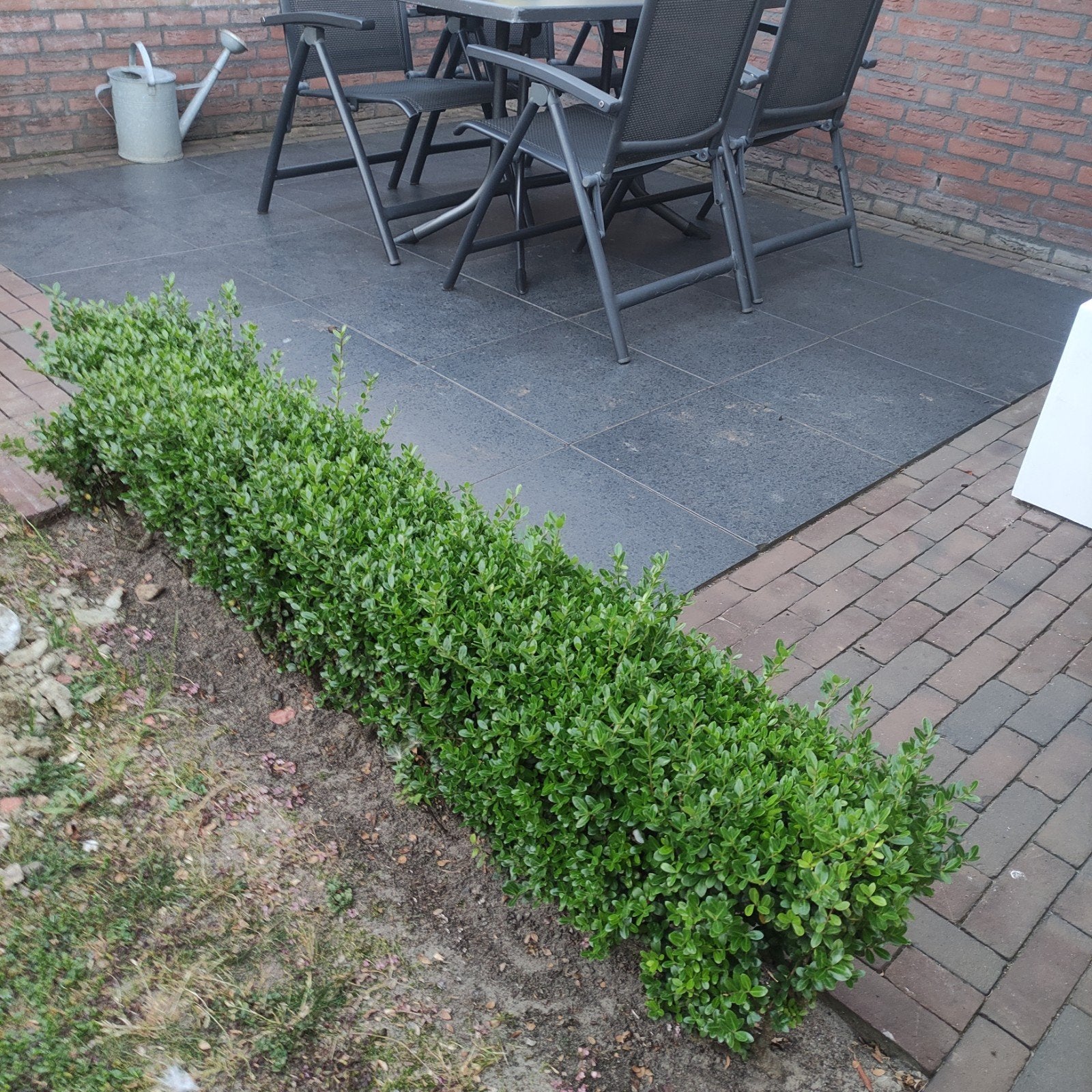 Ilex haag ( Japanse hulst) 2 meter, Ophalen, Buxus, Haag, Minder dan 100 cm
