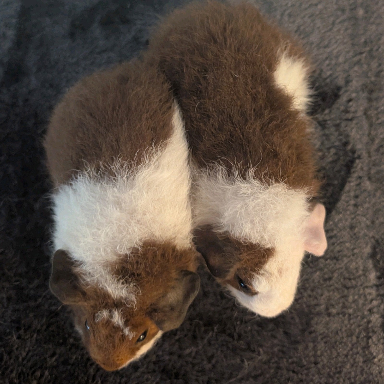 Rex Cavia 2 Zeugjes, Juli, Vrouwelijk, Cavia