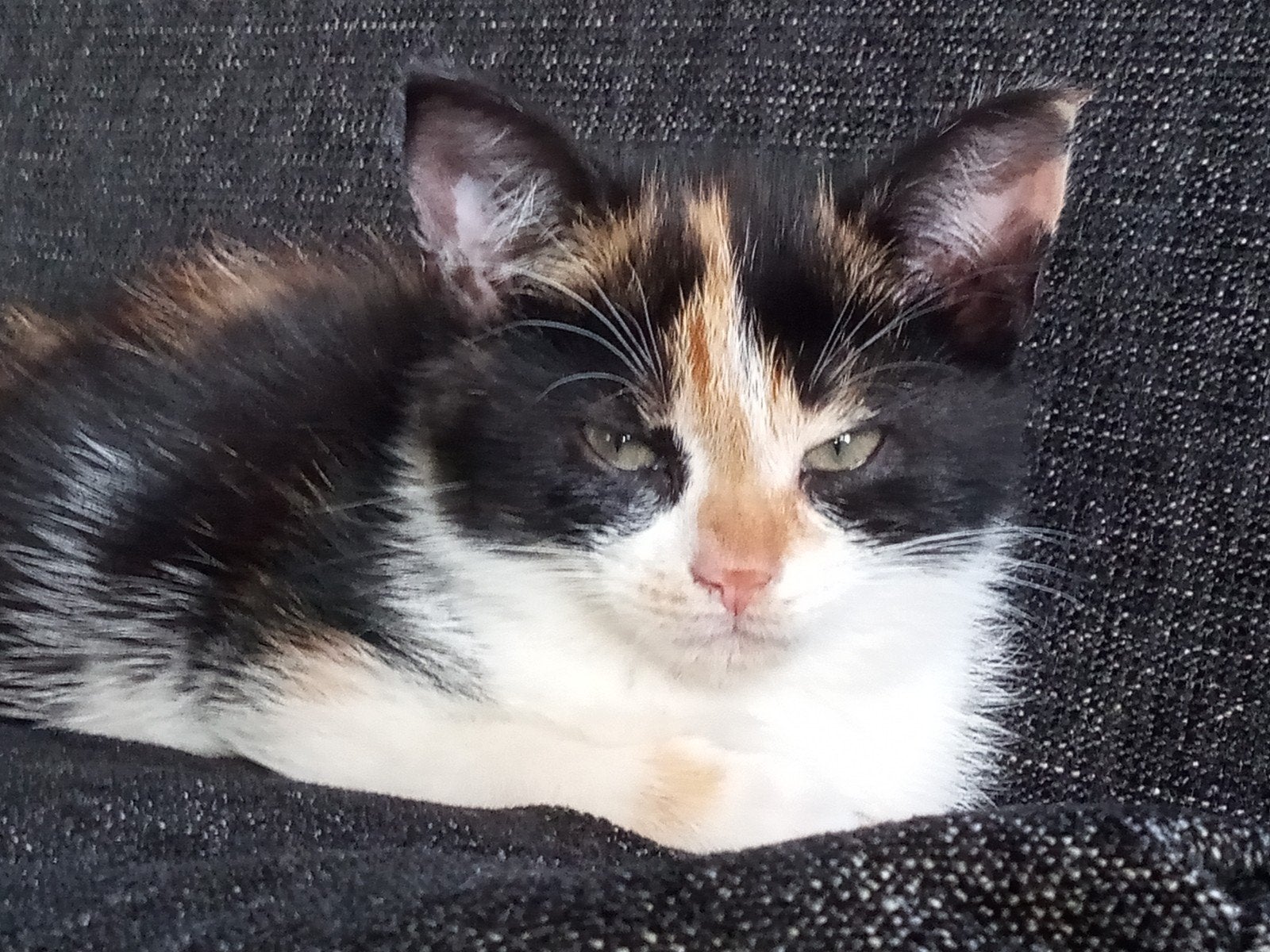 Lieve kitten te koop, Meerdere dieren