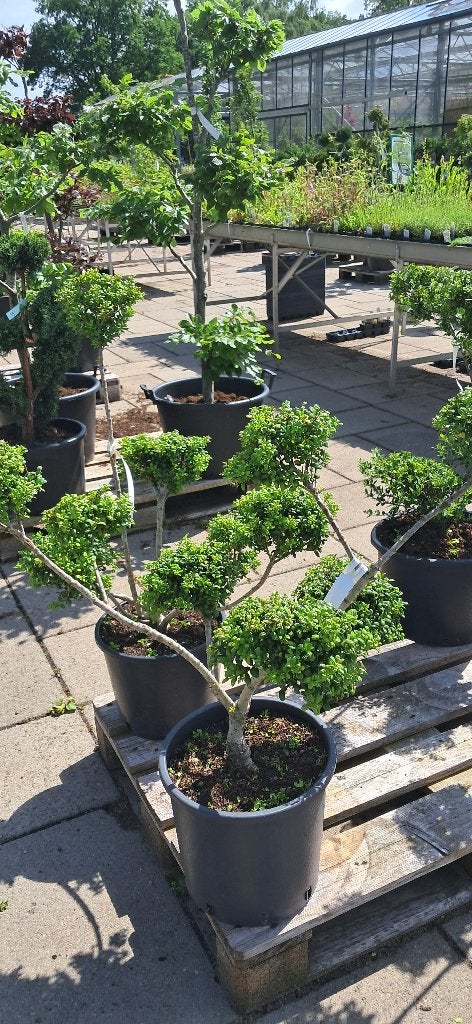 ilex crenata Convexa bonsai multibol vormsnoei 80 cm, Vaste plant, Bloeit niet, Halfschaduw, Ophalen