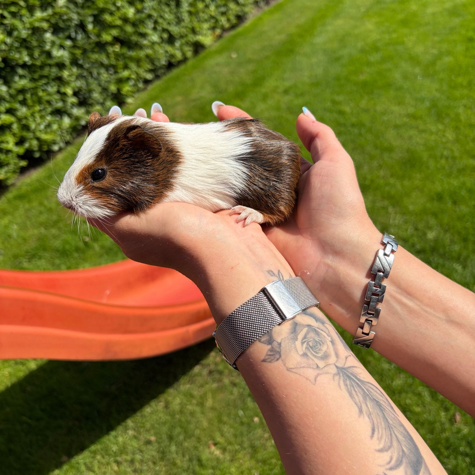 Cavia beertjes, Dieren en Toebehoren, Mei, Meerdere dieren, Cavia